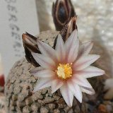 Turbinicarpus X mombergeri ©JLcoll.4405.jpg